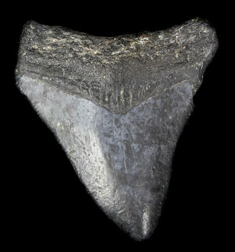 Juvenile Megalodon Tooth - Venice, Florida #36677